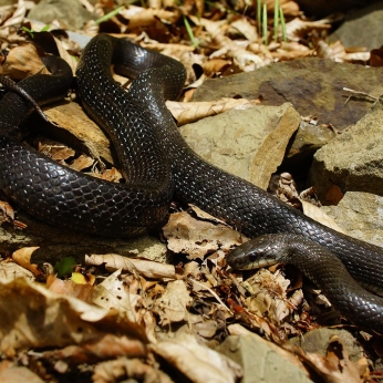 Șerpi din România